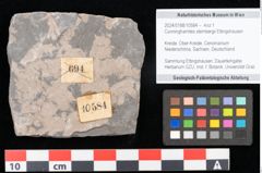 Foto (Objekt + Etikett) von Cunninghamites sternbergii Ettingshausen (NHMW-GEO-2024-0188-10584)